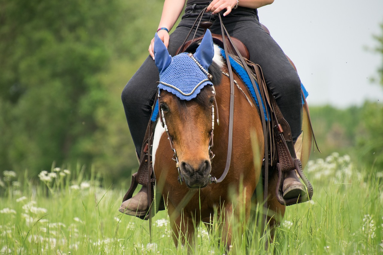 Equine Info Exchange - Trail Riding