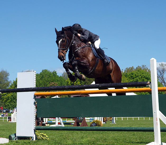 show hunter horse jumping fence
