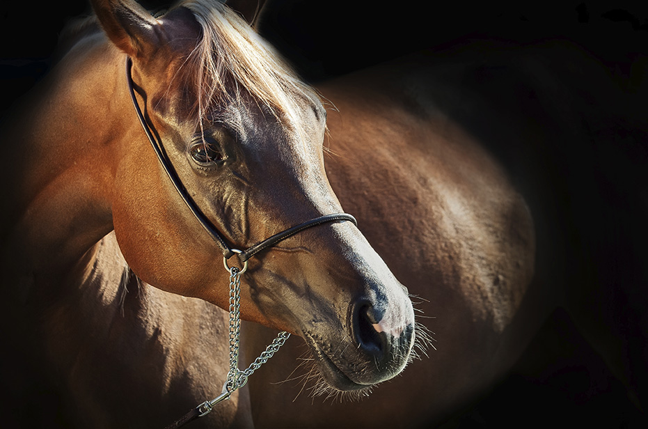 Equine Info Exchange - Horse Photography