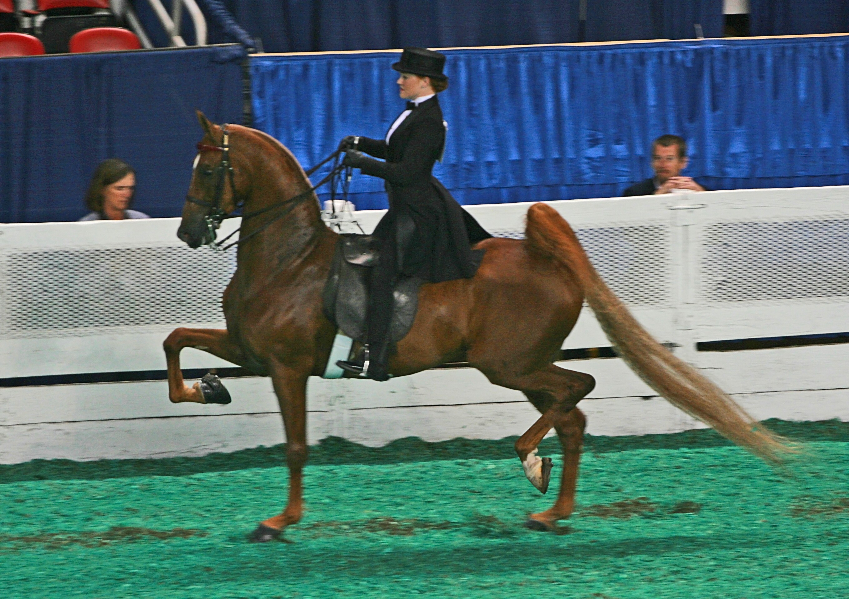 Equine Info Exchange - Saddle Seat