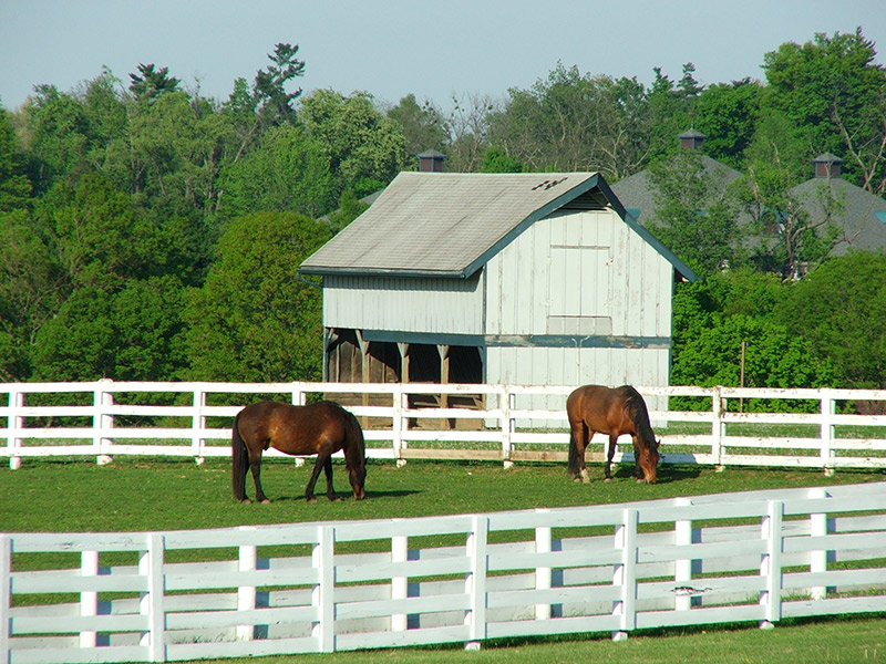 Horse Farm in the Country