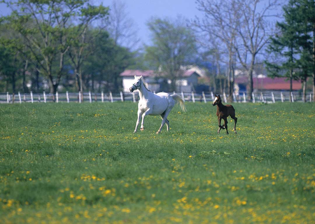 Equine Info Exchange