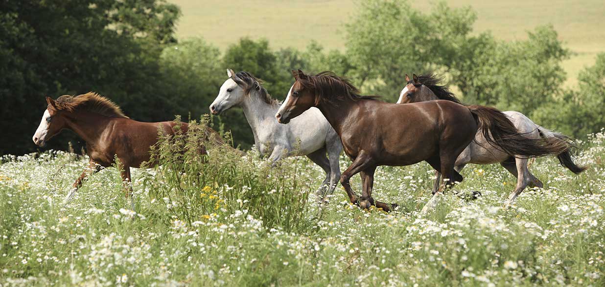 Equine Info Exchange