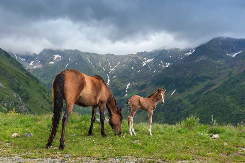 Equine Info Exchange