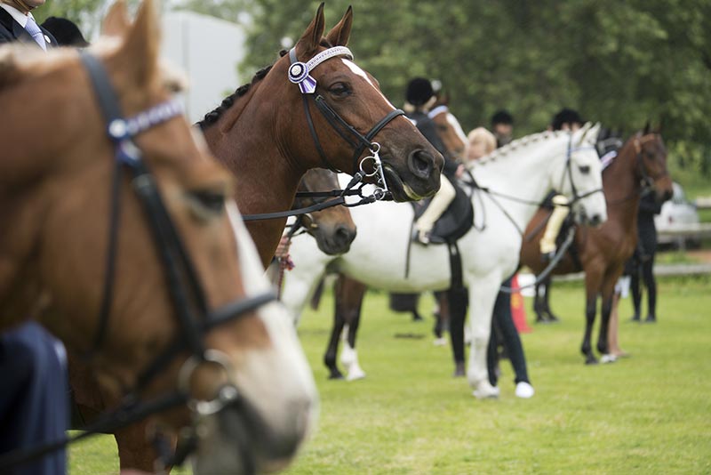 Equine Info Exchange