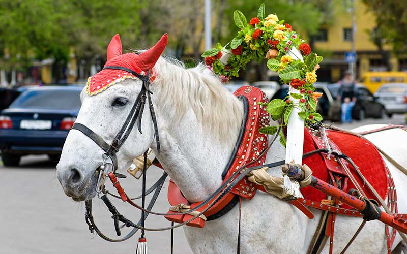 Equine Info Exchange