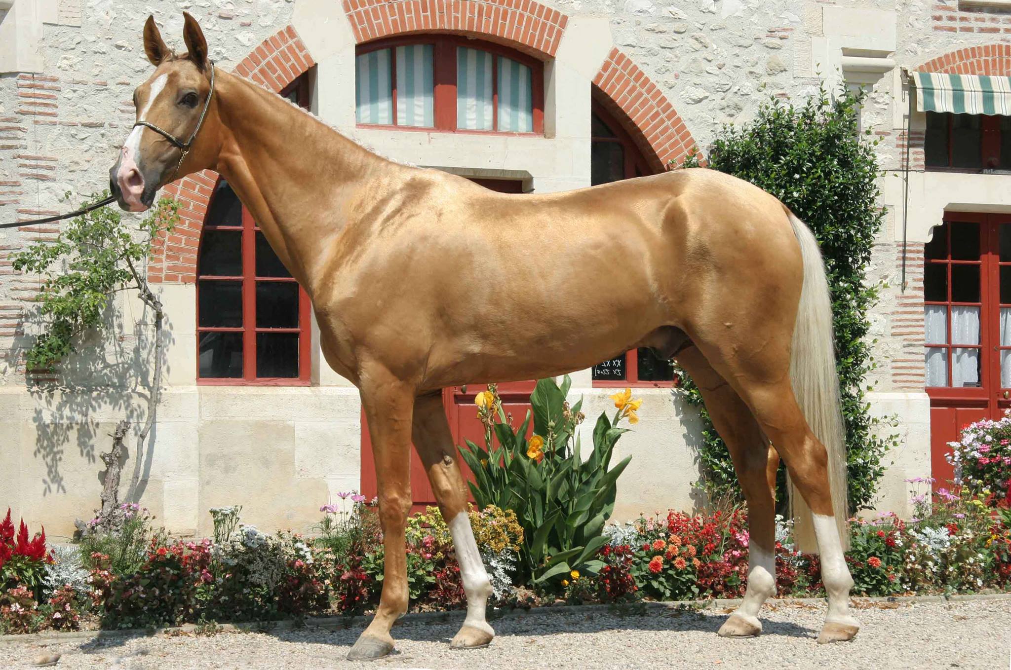 Akhal-Teke, a Horse Like Shimmering Gold