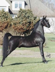 Equine Info Exchange Morgan Horse