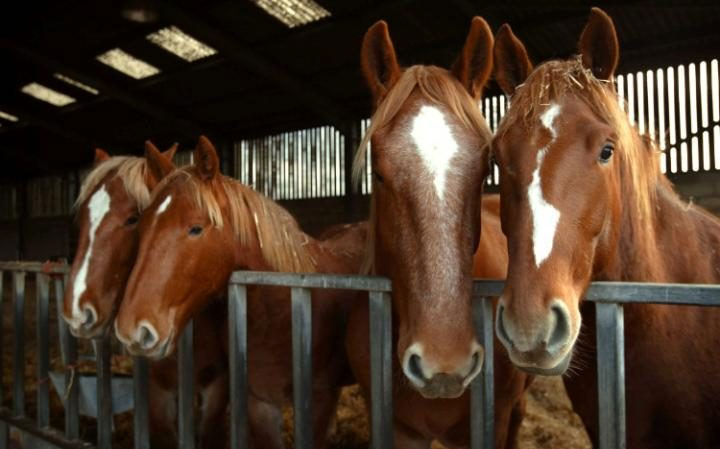 Rare Suffolk Punch horses at the Hollesly Open Prison Stud Farm CREDIT: JUSTIN SUTCLIFFE
