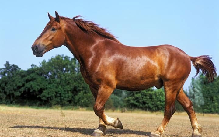 The Suffolk Punch is critically endangered CREDIT: ALAMY