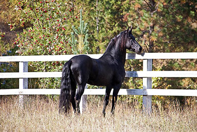Equine Info Exchange Moriesian Horse Breed
