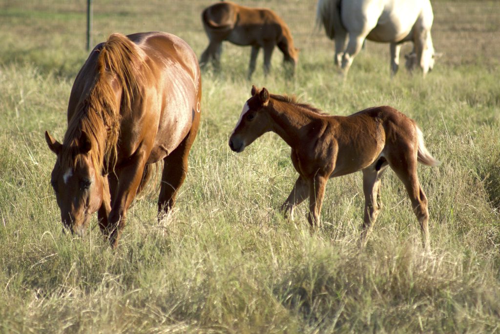 The foal above has ample space to move while its bones and joints develop. This foal has good confirmation. * Photo by Amy Olson