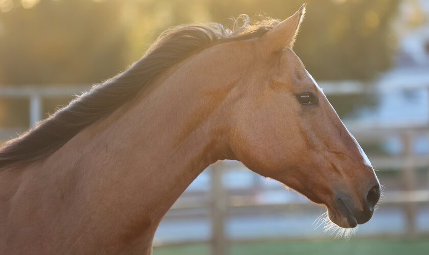 Photo credit Tammy Sronce, courtesy of AQHA
