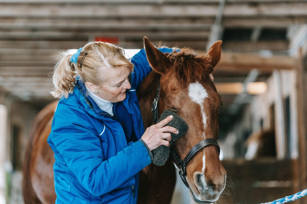 Rider cleaning horse’s face. * Photo from Pexels