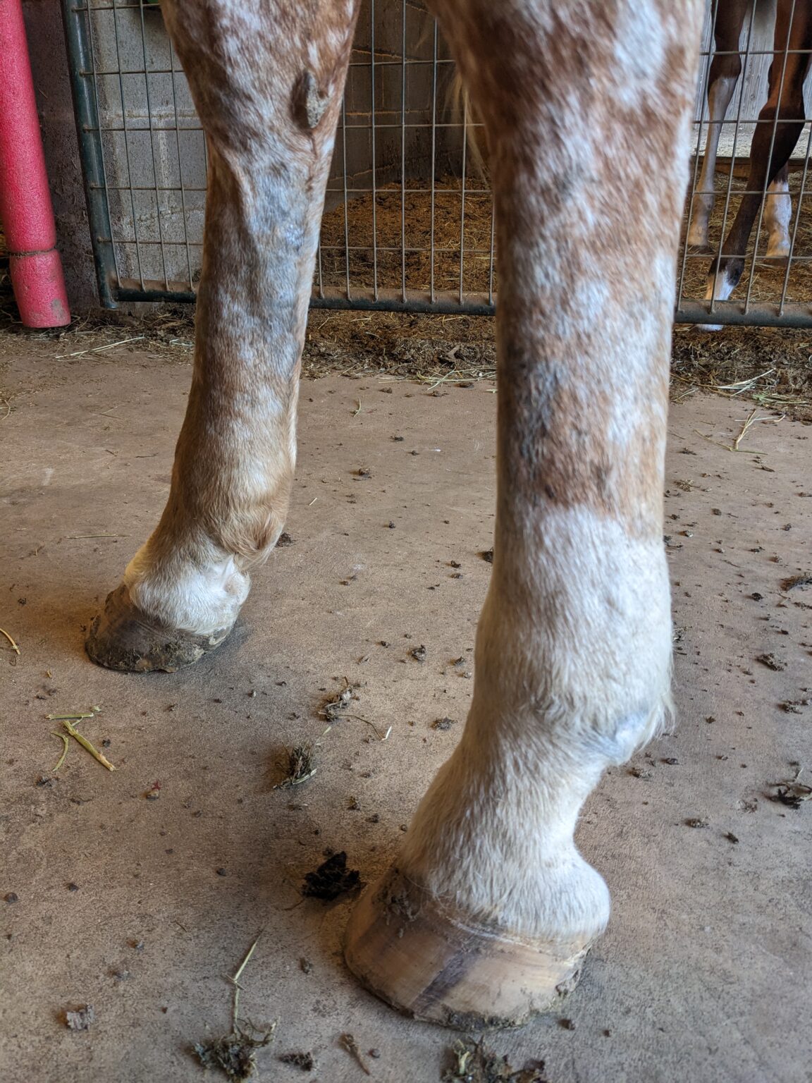 Photo courtesy of Kristin Pitzer