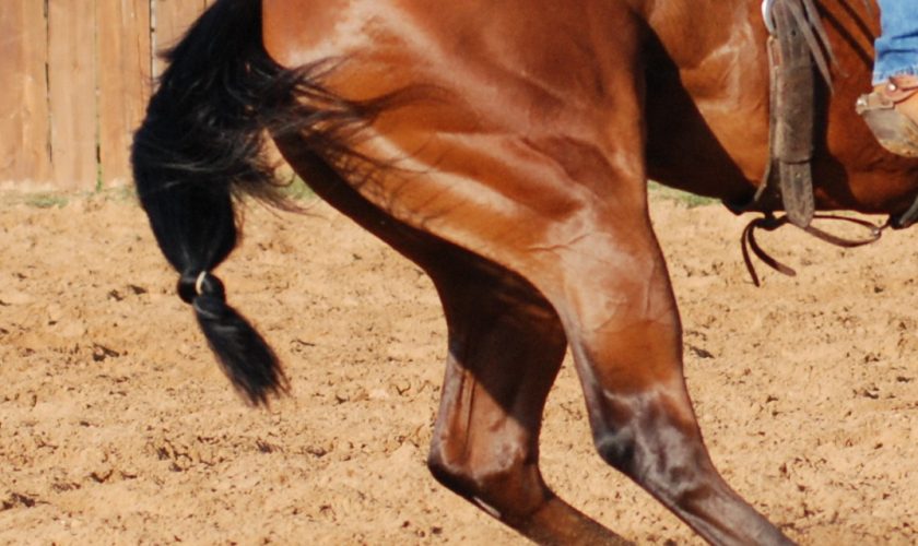 As young horses begin their training and careers, their joint health should be regularly monitored. * QHN File Photo