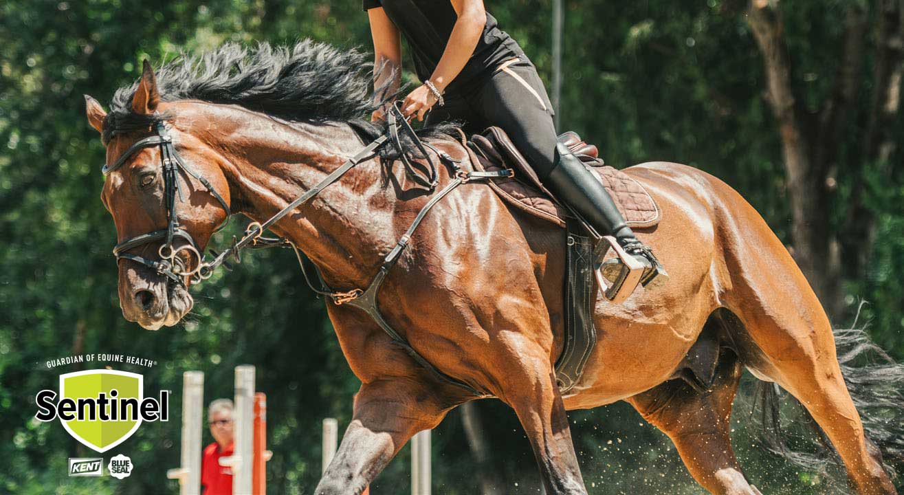 Photo courtesy of Sentinel Horse Nutrition