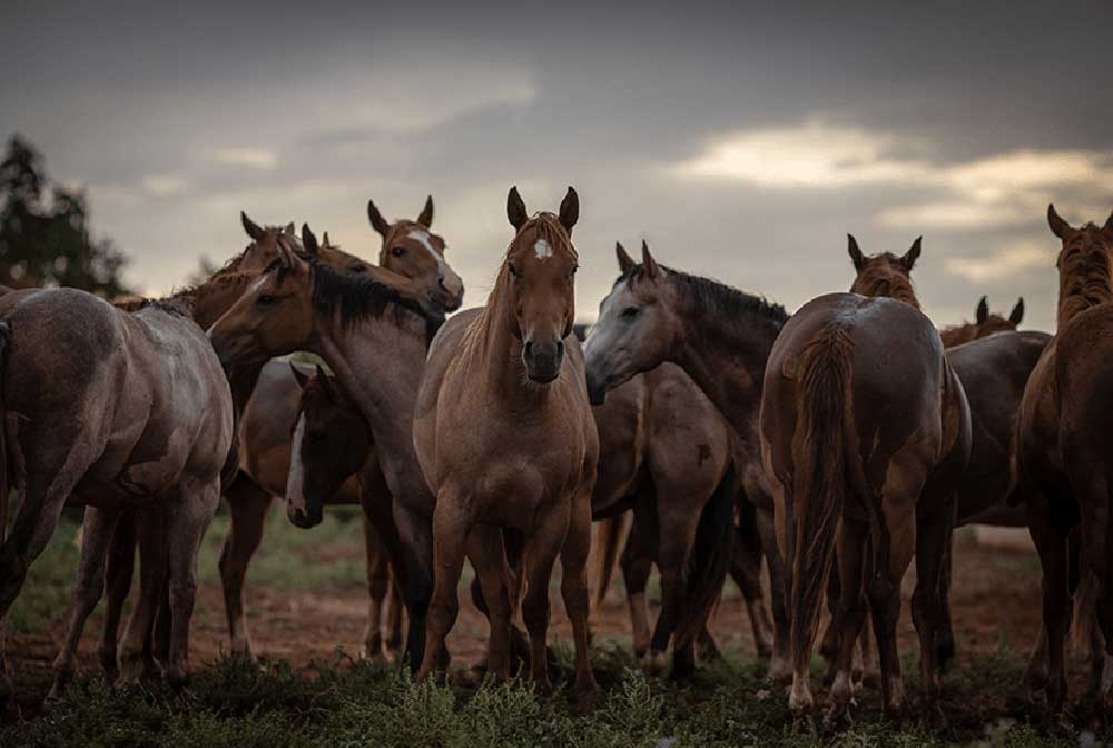 Photo credit by Bee Silva for AQHA