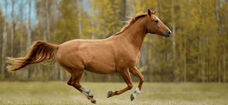 Photo courtesy of Kentucky Equine Research