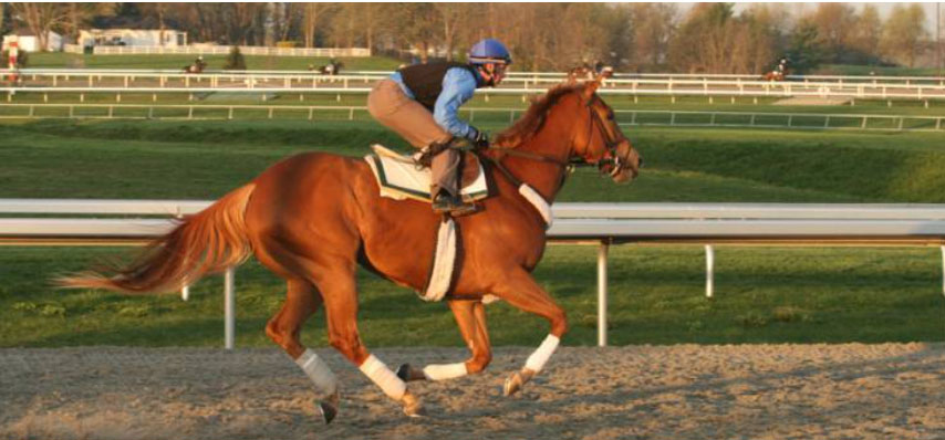 Photo courtesy of Kentucky Equine Research