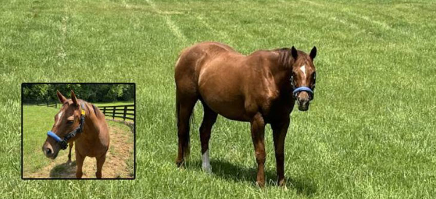 Photo courtesy of Kentucky Equine Research