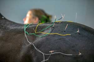  A German Trakehner horse named SongLine relaxes as his acupuncture needles work at the new UF Equine Acupuncture facility. [Alan Youngblood/Staff photographer]