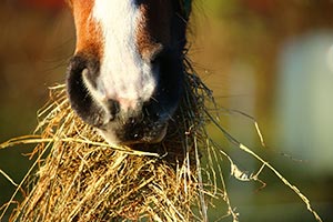 Alfalfa and the Insulin Resistant Horse - The True Story
