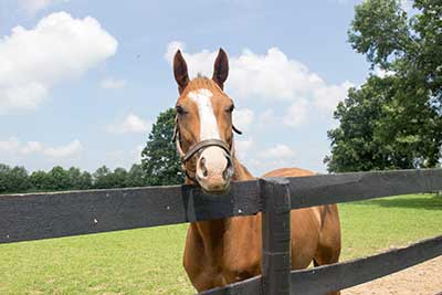 A retired racehorse at Second Stride (Courtesy Erin Shea/TAA)