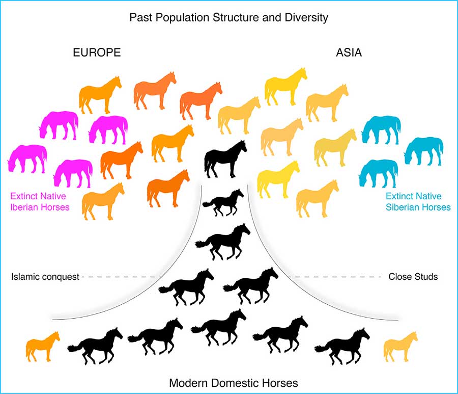 Tracking Five Millennia of Horse Management with Extensive Ancient Genome Time Series