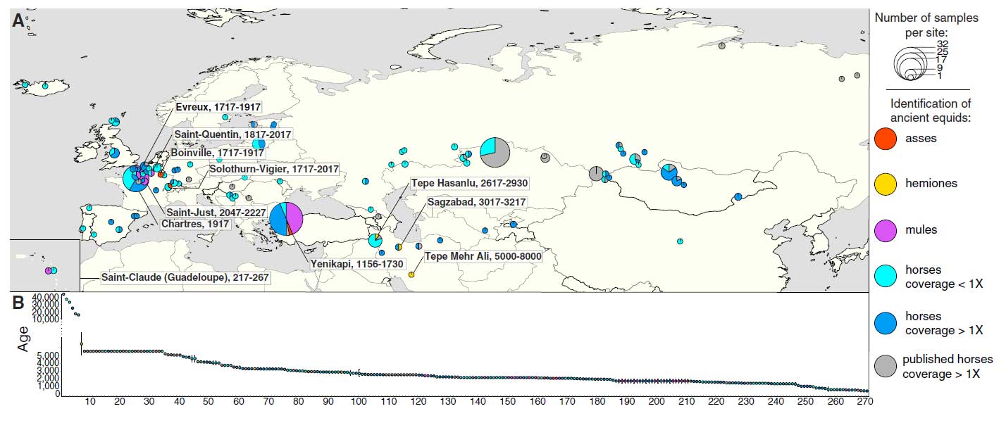 Figure 1. Equine Archaeological Remains (A) Location of archaeological sites. Pie charts are proportional to the total number of specimens providing DNA data compatible with the determination of sex, species and hybrid status. The names and temporal ranges (years ago) of the sites where hybrids and non-caballine species could be genetically identified are indicated. (B) Temporal distribution of ancient specimens. Eight individuals showing uncertain age determination are not included. See also Tables S1, S2, S3, and S4.
