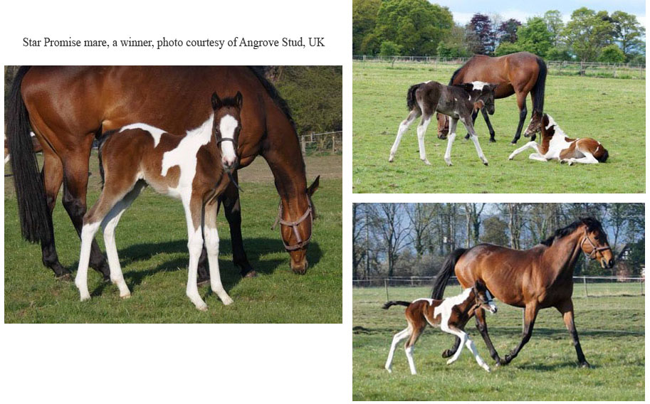 Star Promise mare, a winner, photo courtesy of Angrove Stud, UK