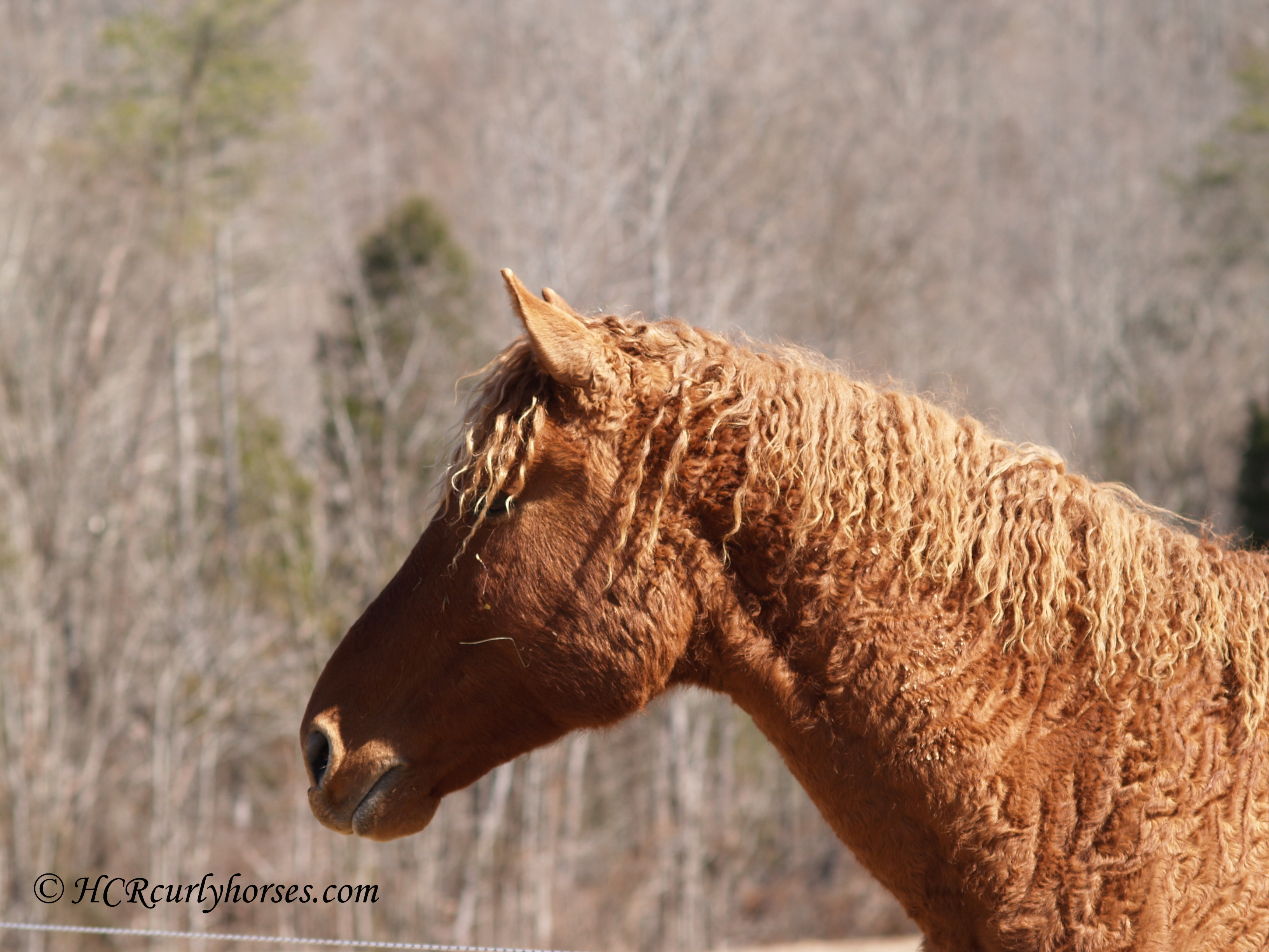 American Bashkir Curly Horse