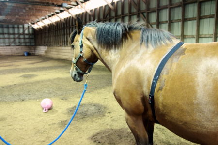 Researchers attempted to startle the horses by throwing a ball in front of them.
