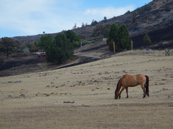 This domestic horse pasture was not burned by the wildfire that burned all around it due to reduced fine fuels, unlike all of the surrounding areas that had heavy fine fuel loading (upper right of photo). The pasture withstood embers as well.