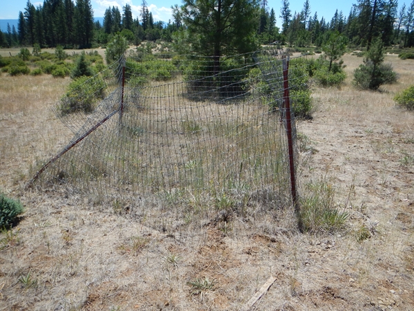 In this case someone installed a meter square cage over the ground to prevent any grazing by any horses. This cage was curiously located in some of the worst soils of the entire area, where the plant/grass density was scant compared to the majority of the area (note: in the subsequent photos, the horses are seen in more typical grass and brush areas, which are a mere 200 yards away from the test grid).