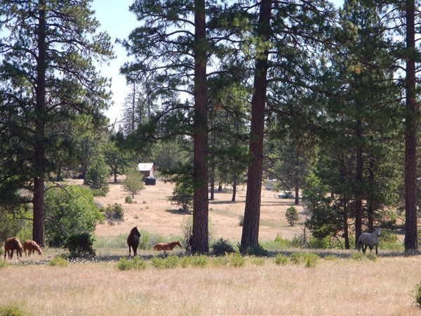 These horses are working the areas under these large pines and provide a symbiotic relationship that is undeniable.