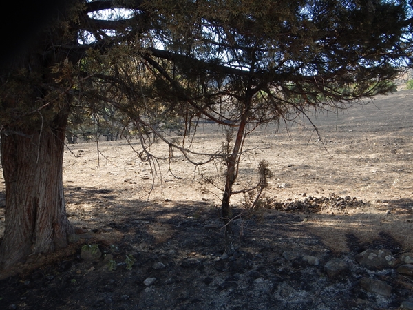 This juniper tree (above) was used by wild horses occasionally for shelter and they had grazed much of the fine fuel out from under it's lower canopy making the area under and around the tree more resilient to the wildfire. The Klamathon Wildfire burned within 20-30 feet of the tree and then ran out of fine fuel near the tree as a result of grazing by wild horses (note the horse droppings, which serve to fertilize the tree and re-seed the ground with native plants).