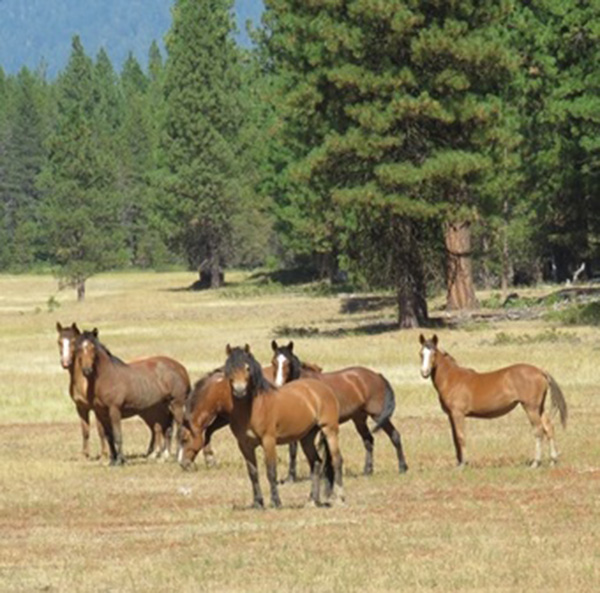 This family of wild horses has created a nice low-fuel area between stands of conifers.