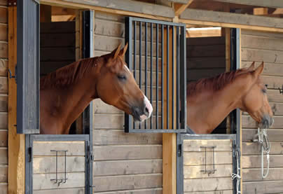 Polo ponies in stable