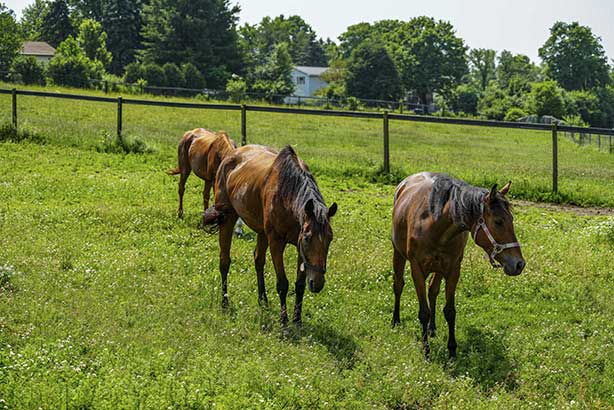 Rosalind and Eve, Toppy hidden at the back. Photo courtesy of John Enright, Cornell College of Veterinary Medicine.