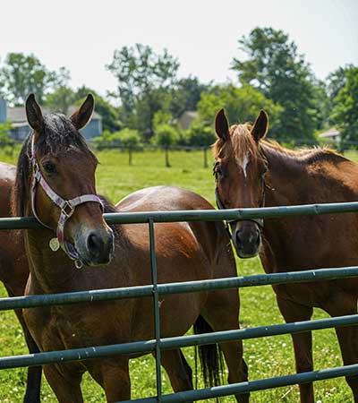 Rosalind, pictured left along with Toppy, pictured right are Thoroughbred mares at the Baker Institute for Animal Health who have contributed to the ongoing research in the De Mestre lab along with samples collected from privately owned mares managed by veterinarians out in clinical horse hospitals. Photo courtesy of John Enright,  Cornell College of Veterinary Medicine 