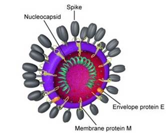 Illustration of a Coronavirus