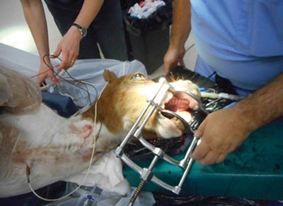 Surgical extraction involving general anaesthesia is  rarely necessary. Image courtesy of Advanced Equine Dentistry.