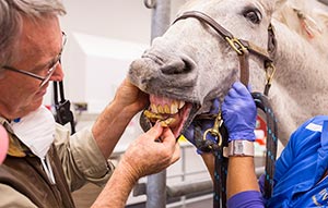 Image courtesy of Advanced Equine Dentistry