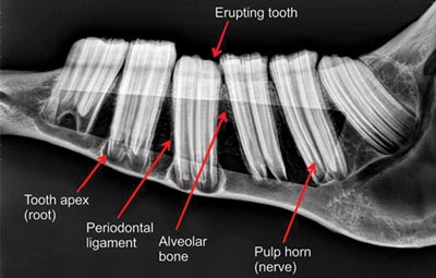 X-ray showing some of the normal anatomy. Image courtesy of Advanced Equine Dentistry. 