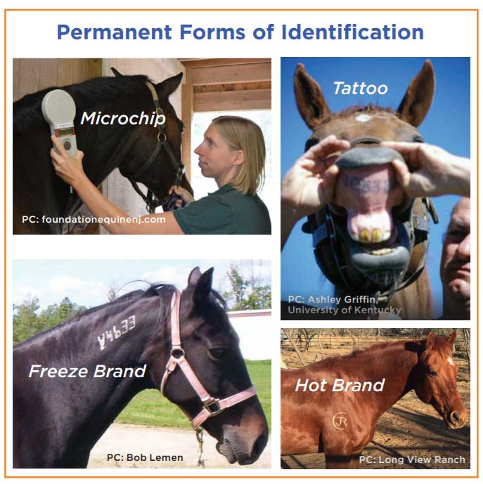  Permanent Forms of Identifcation Tattoo Hot Brand PC: Long View Ranch PC: foundationequinenj.com PC: Bob Lemen Freeze Brand Microchip PC: Ashley Grifn, University of Kentucky