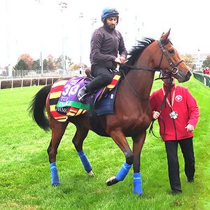 Enable (photo credit CL Cimino)
