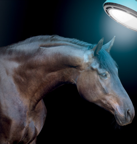 Equilume Stable Light Can Influence Body Composition and Biological Rhythms in Horses-in-training