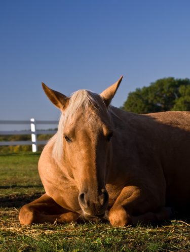 Colic is the #1 killer of horses (photo courtesy of I-Stock)