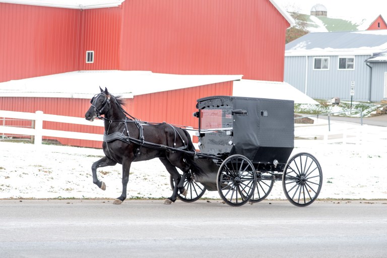 A driving horse, decked out in leather harness that features a Deep Curve Breast Collar made by Bowman Harness of Millersburg, Ohio, pulls an Amish buggy.